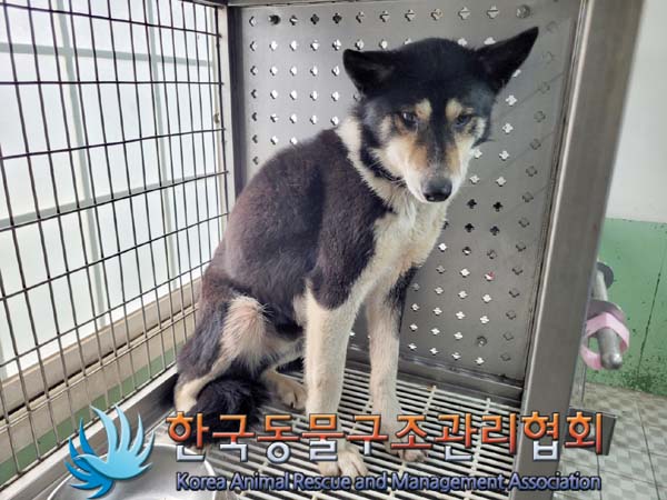 종료(안락사) 믹스…